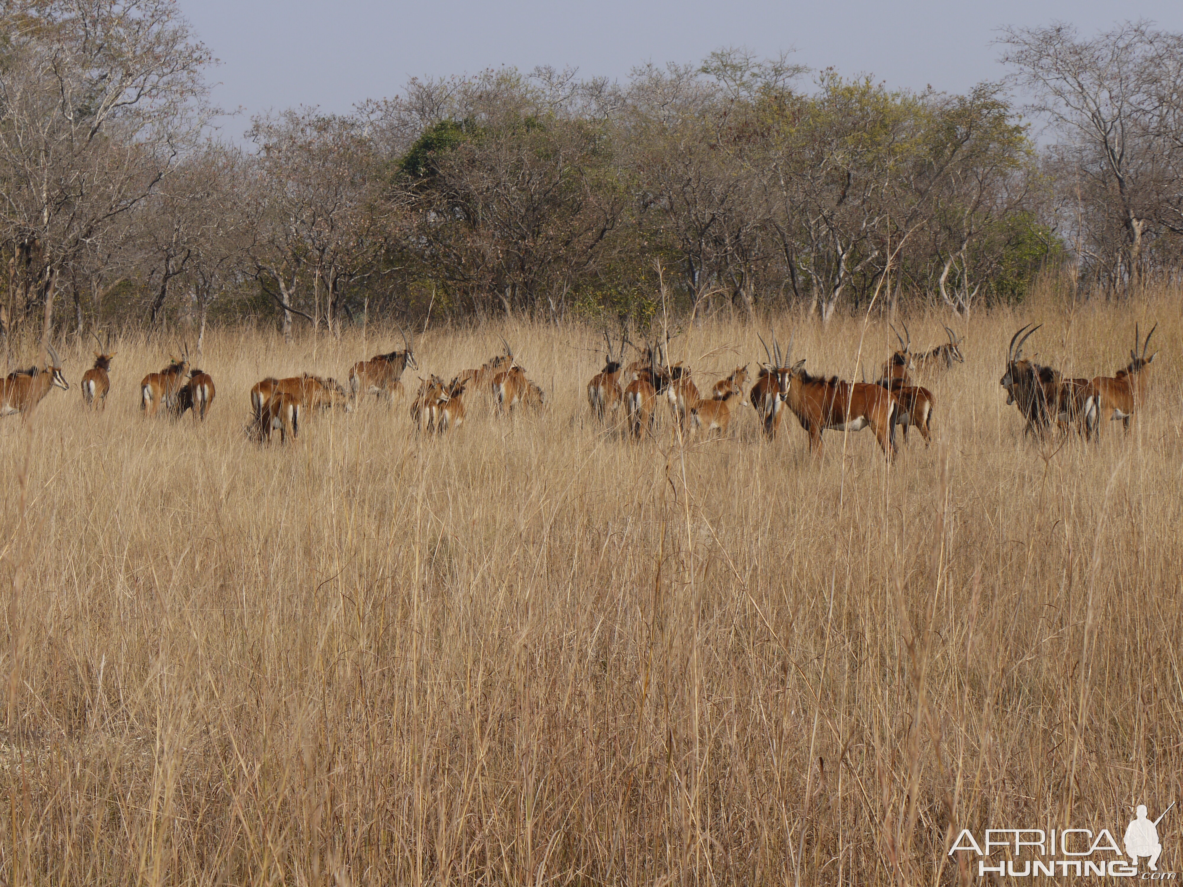 sable, zambia, takeri august 2012