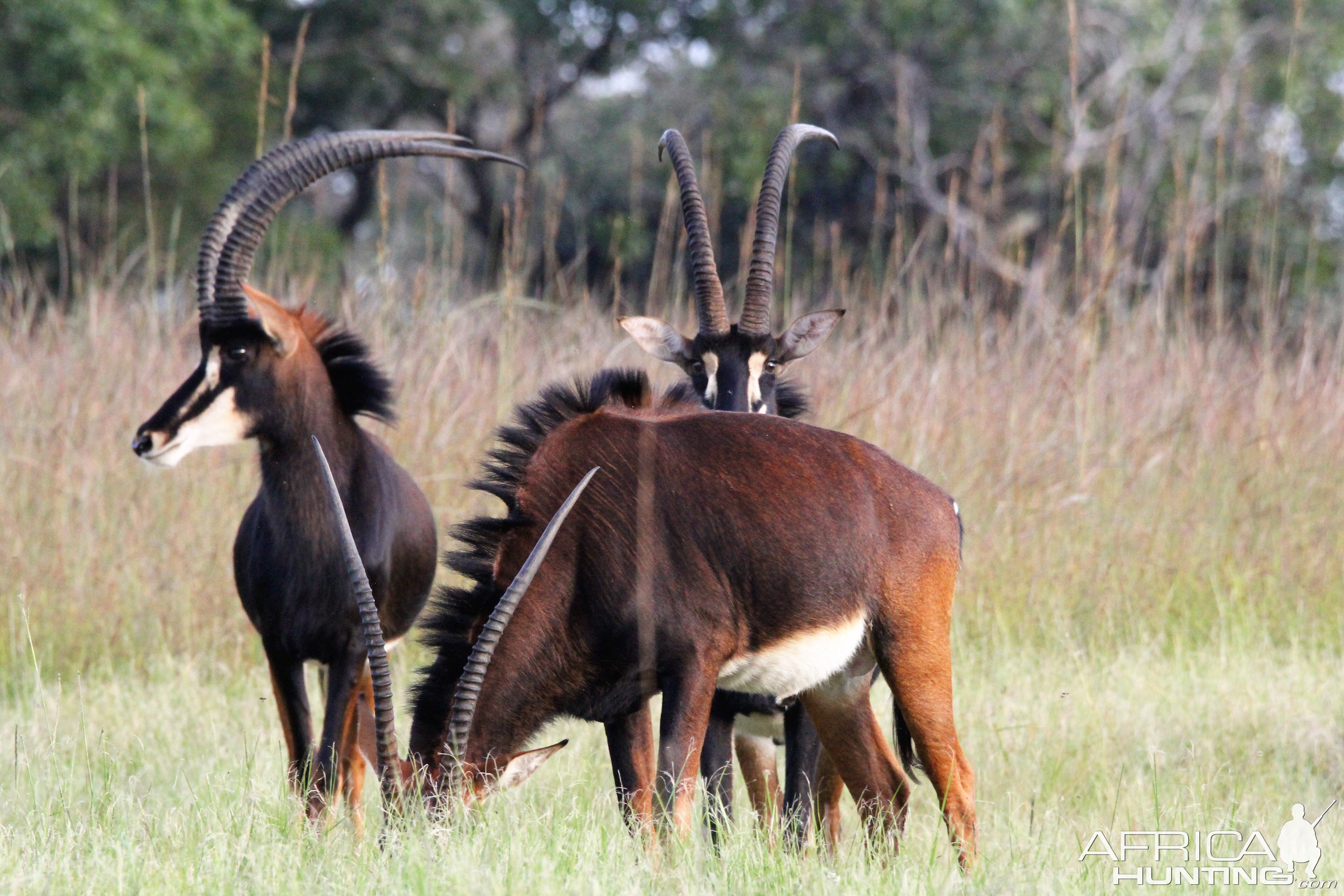 Sable Zambia Wildlife