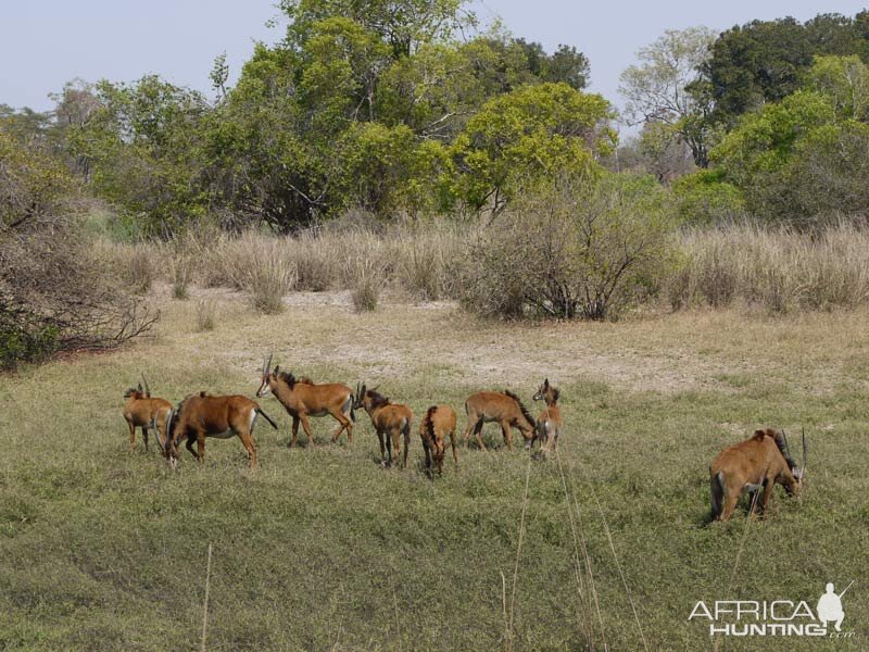 Sable Zambia Wildlife