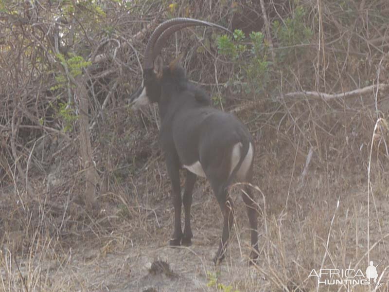 Sable Zambia Wildlife