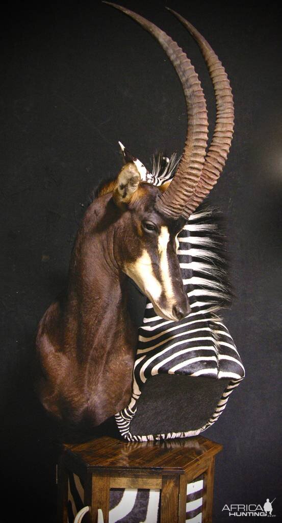 Sable & Zebra Pedestal Custom Base Taxidermy