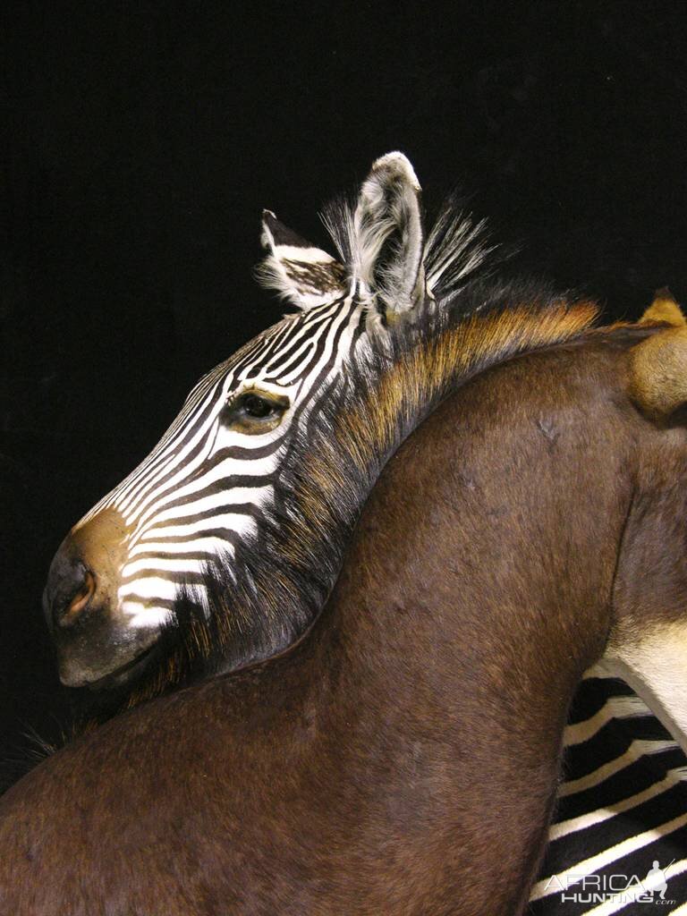 Sable & Zebra Pedestal Custom Base Taxidermy