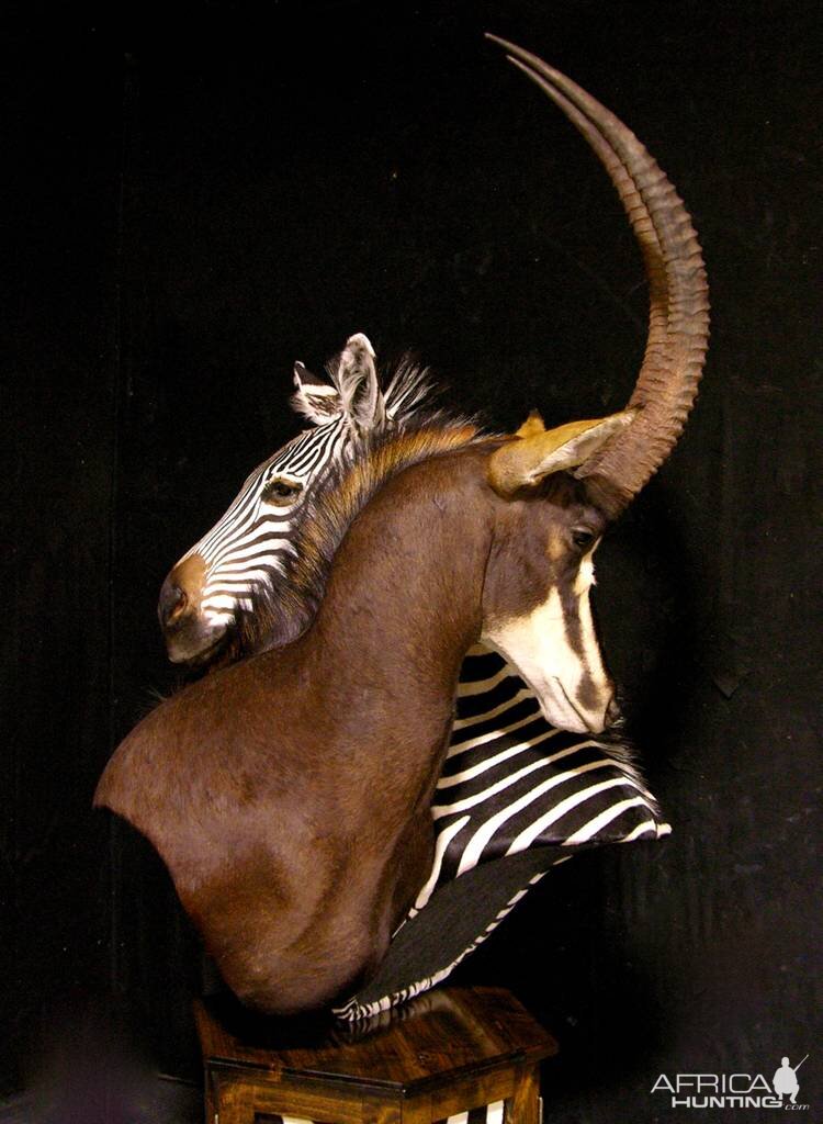 Sable & Zebra Pedestal Custom Base Taxidermy