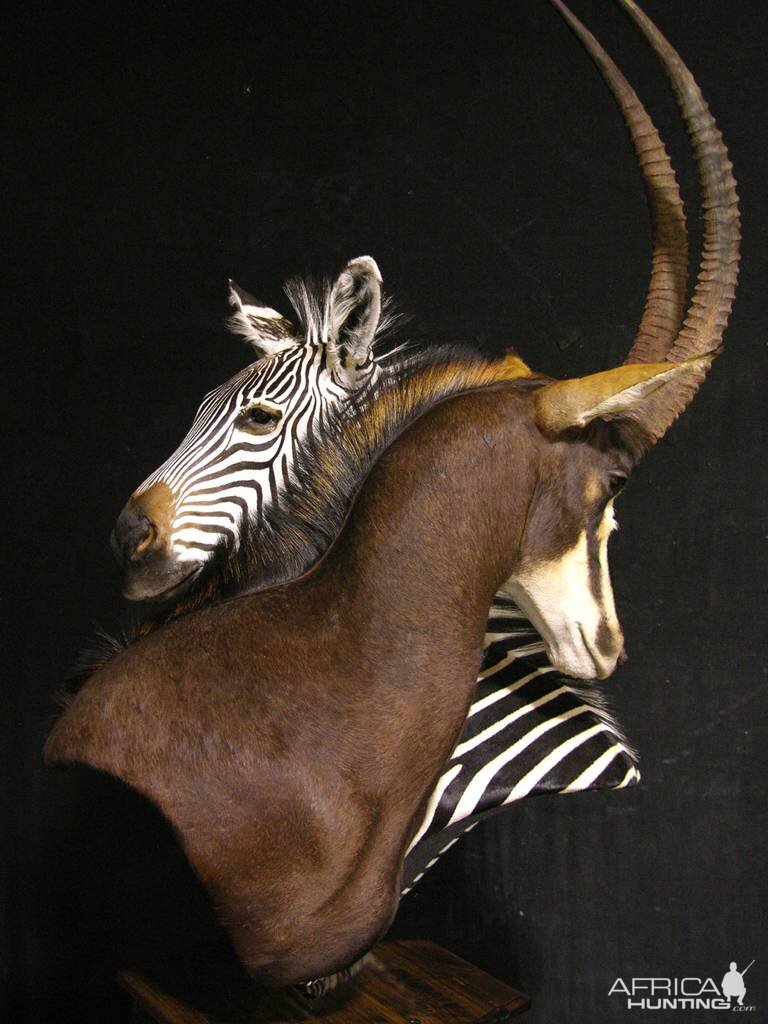 Sable & Zebra Pedestal Custom Base Taxidermy