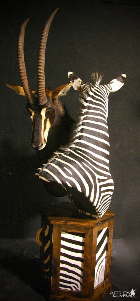 Sable & Zebra Pedestal Custom Base Taxidermy