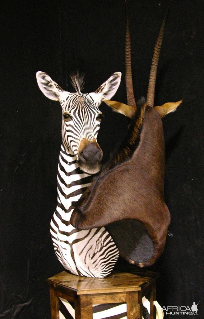 Sable & Zebra Pedestal Custom Base Taxidermy