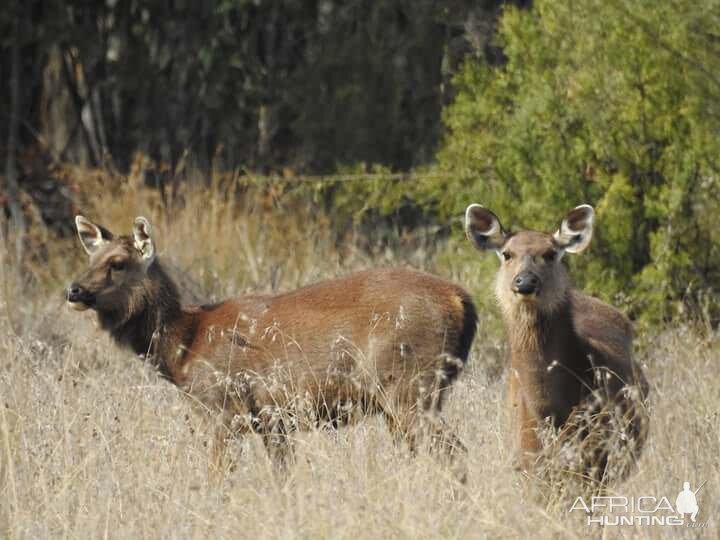 Sambar Deer