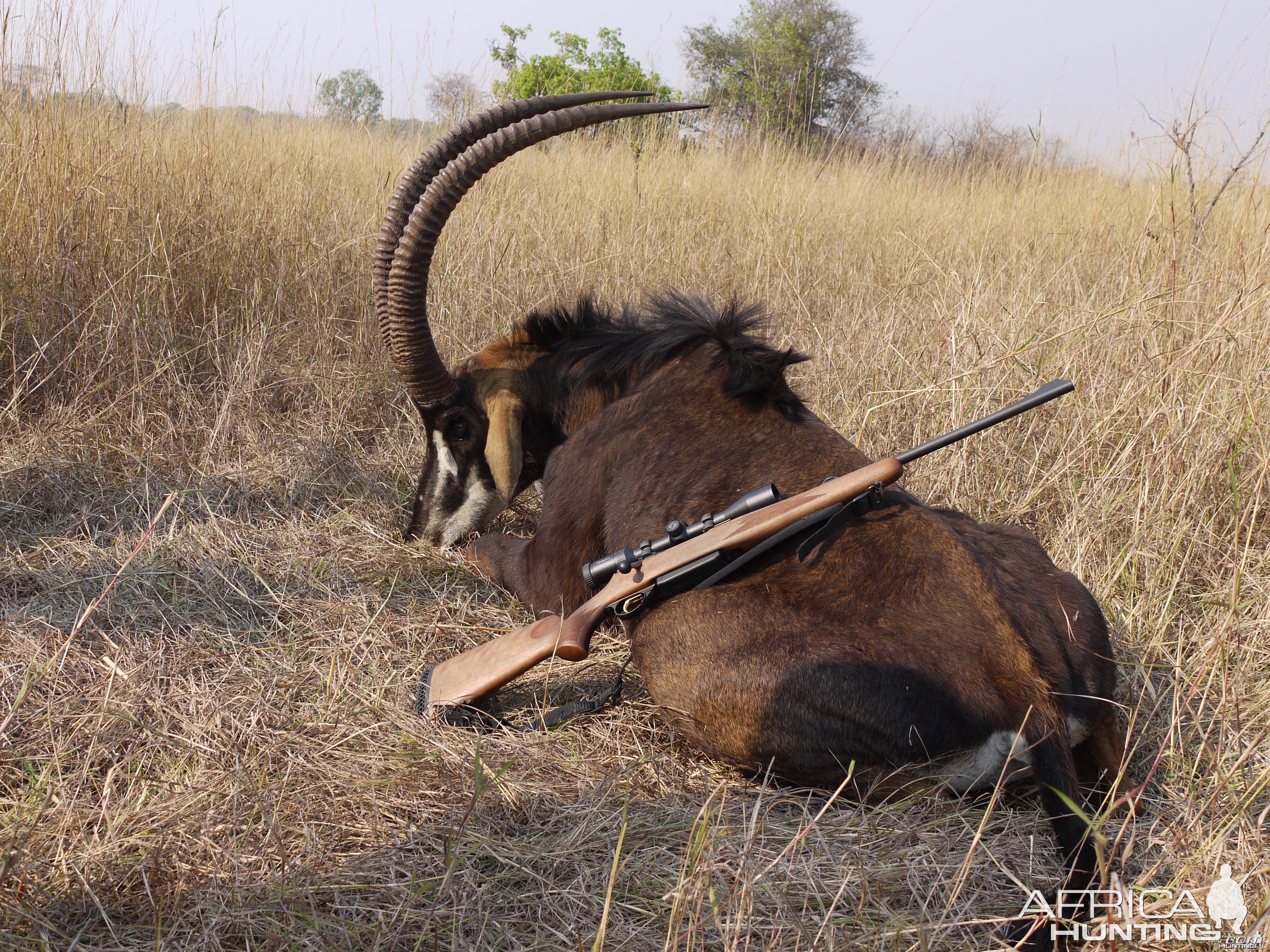 same client who took the eland took this nice sable as well in sept 2013 at