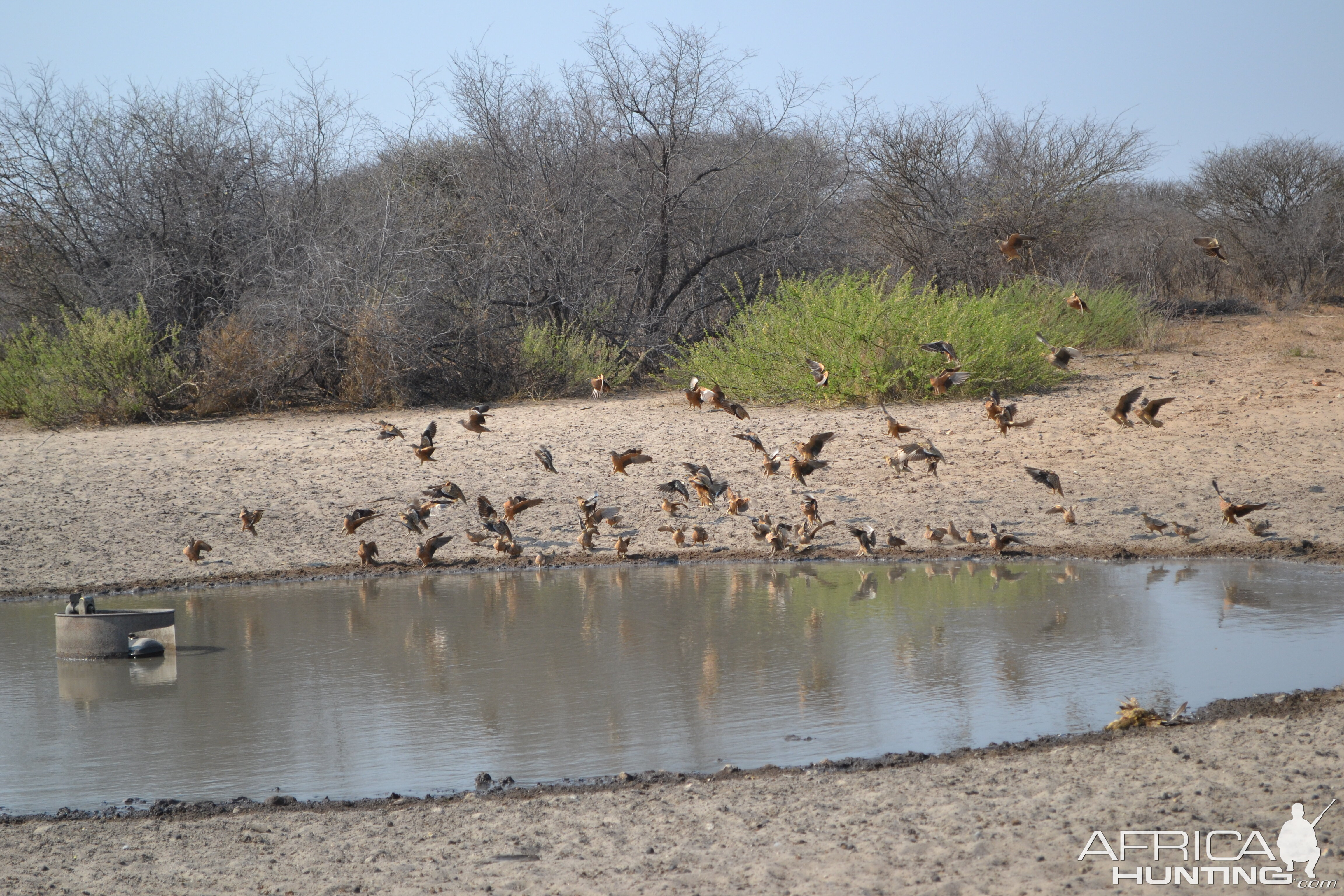 Sand Grouse Wing Shooting Namibia