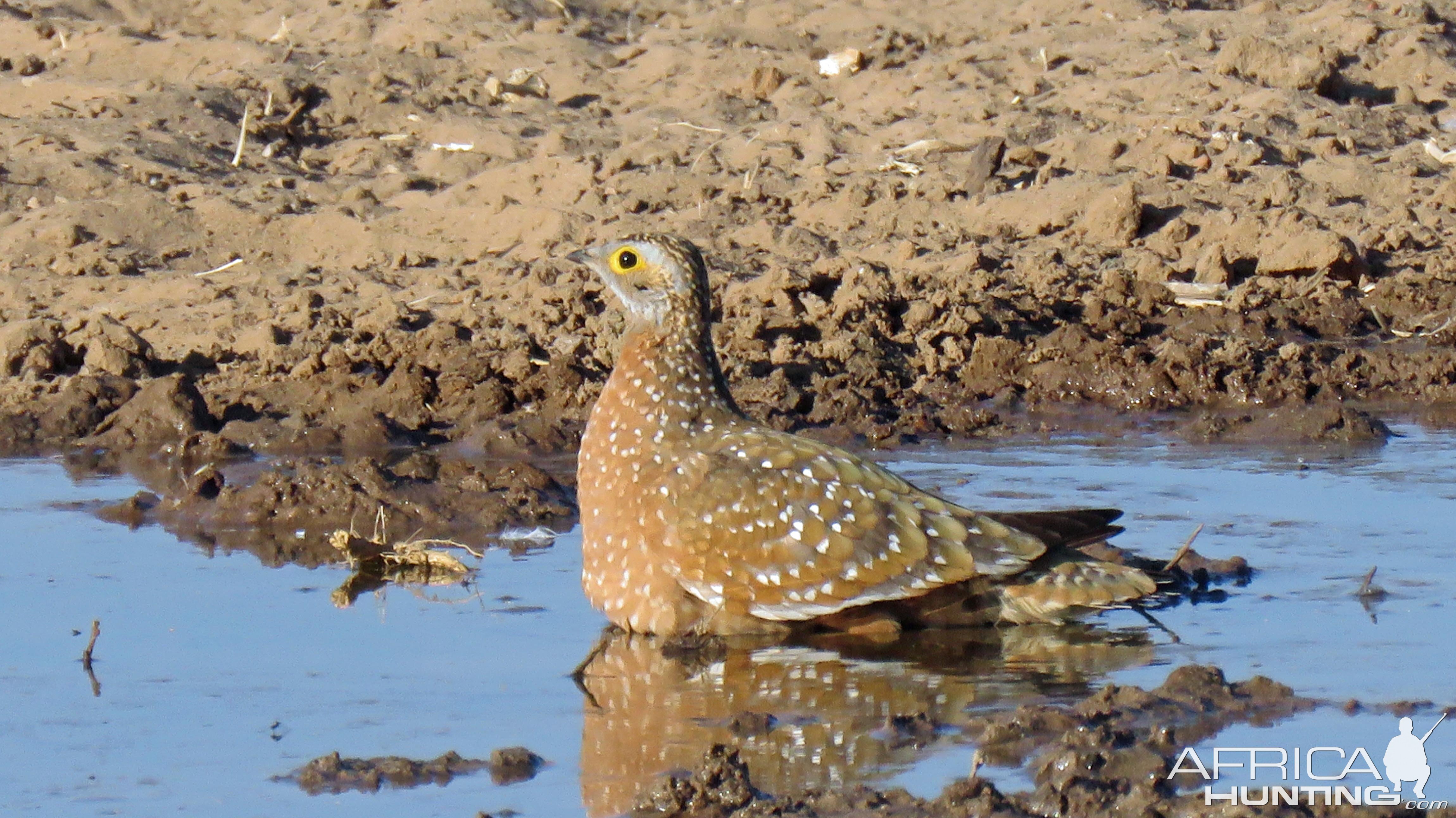 Sandgrouse are striking