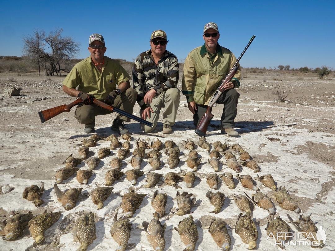 Sandgrouse Hunt Namibia