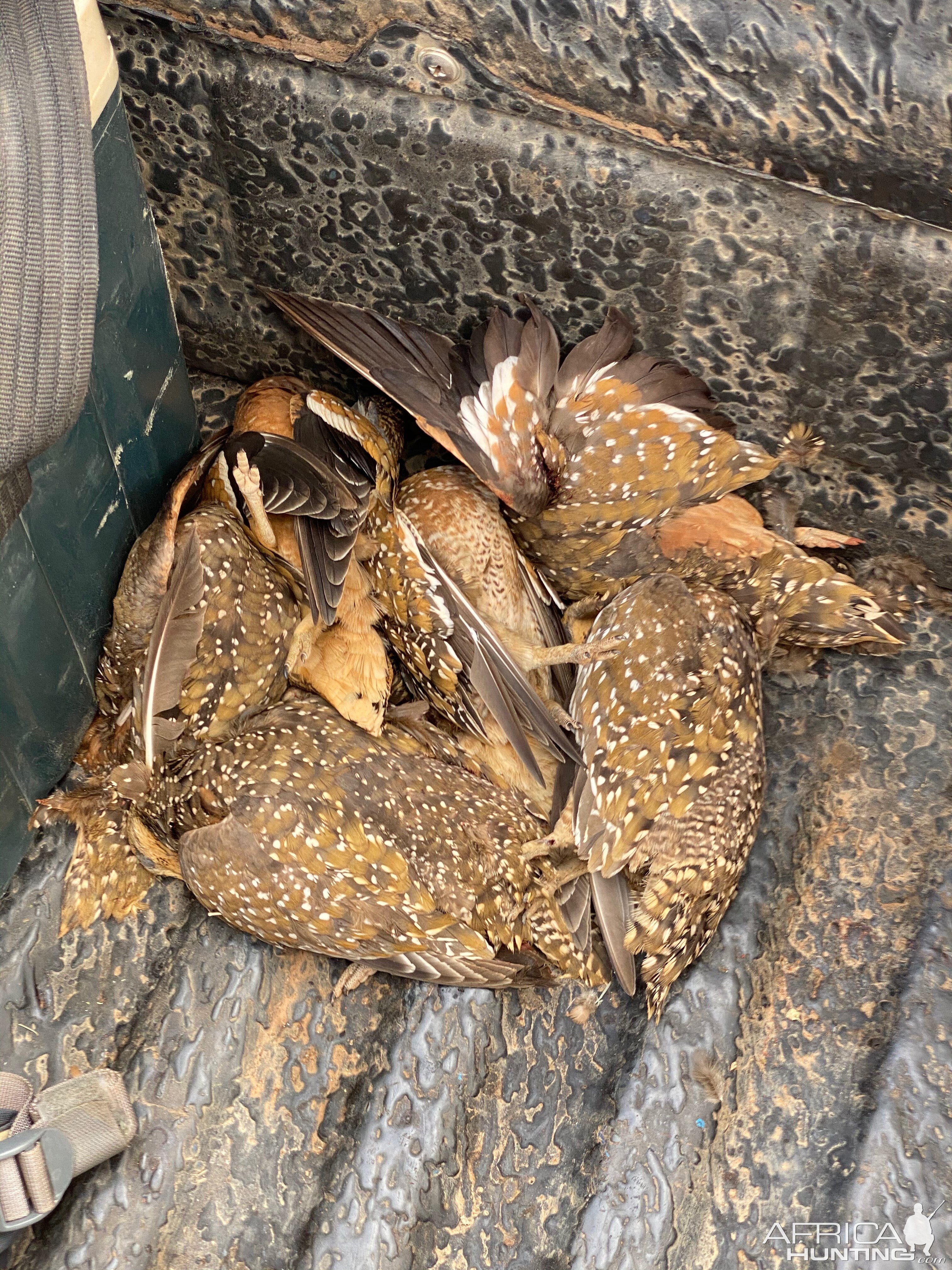 Sandgrouse Hunt South Africa