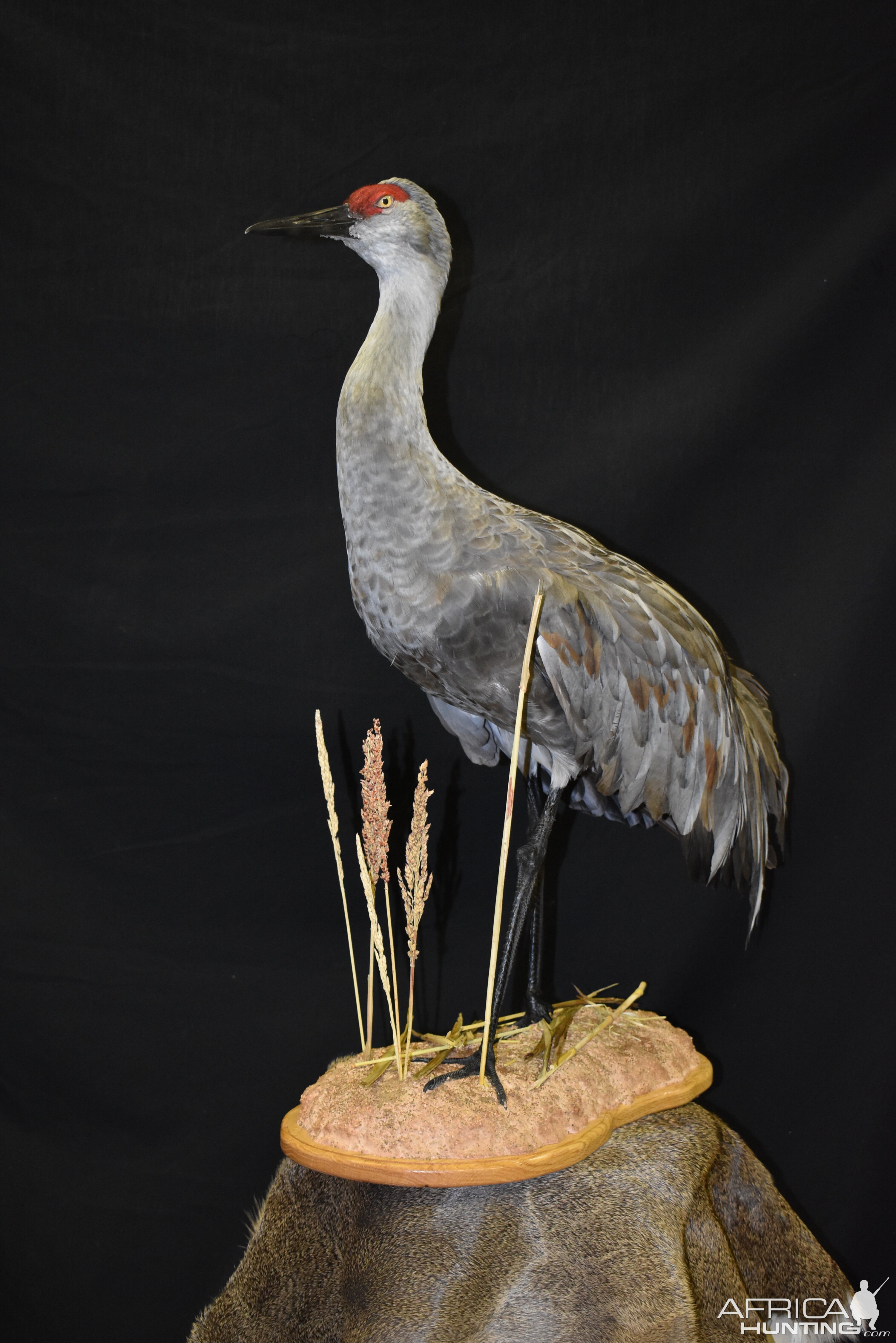 sandhill crane plush