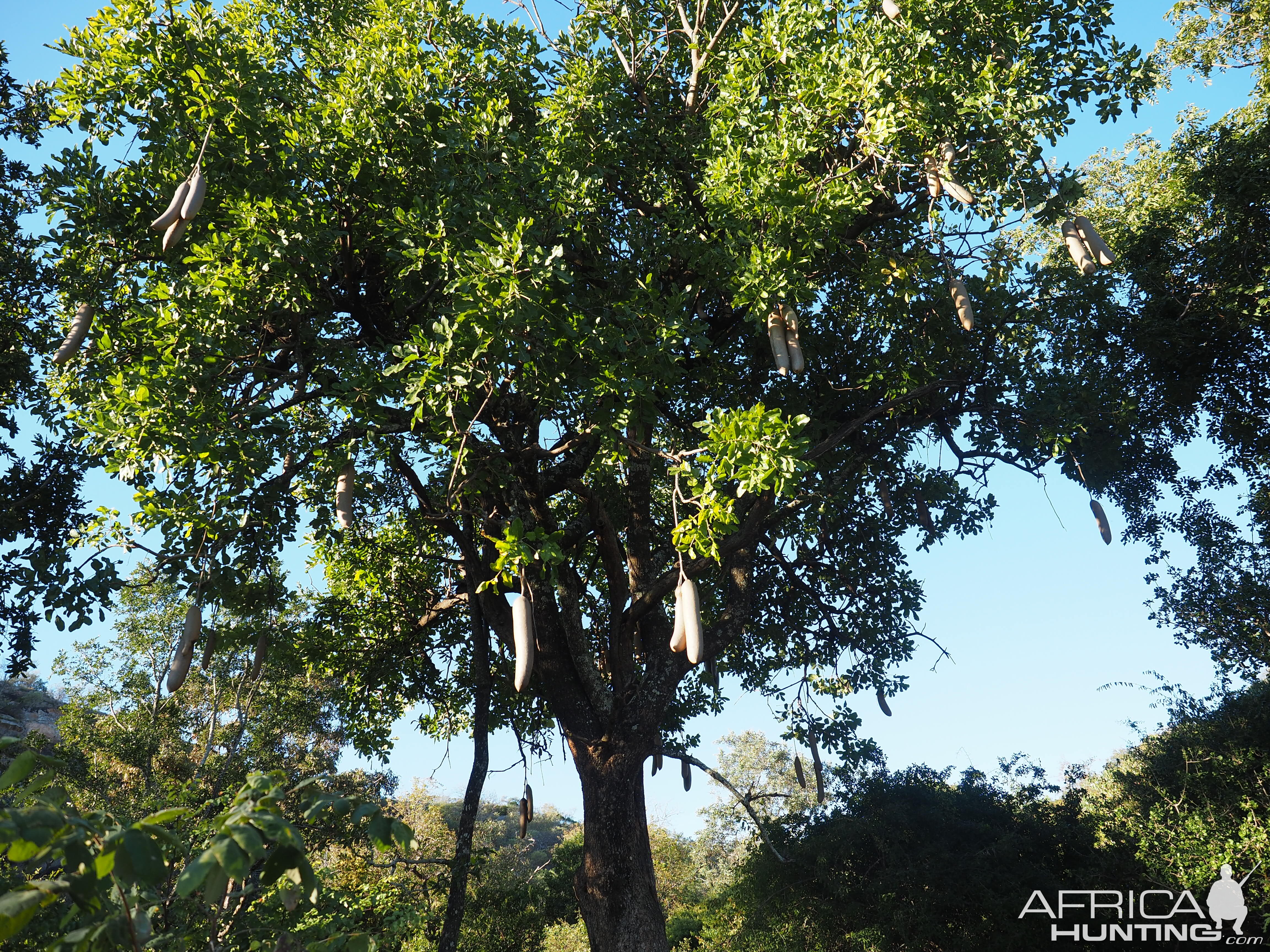 Sausage Tree Zimbabwe