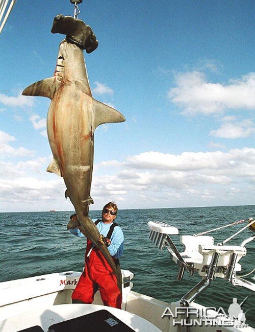 Scallop Hammerhead Shark