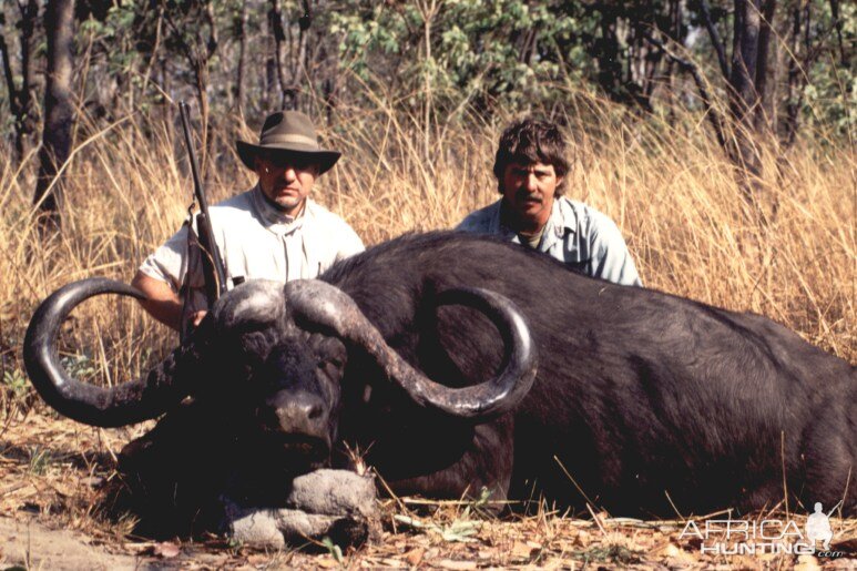 SCI #1 Cape Buffalo