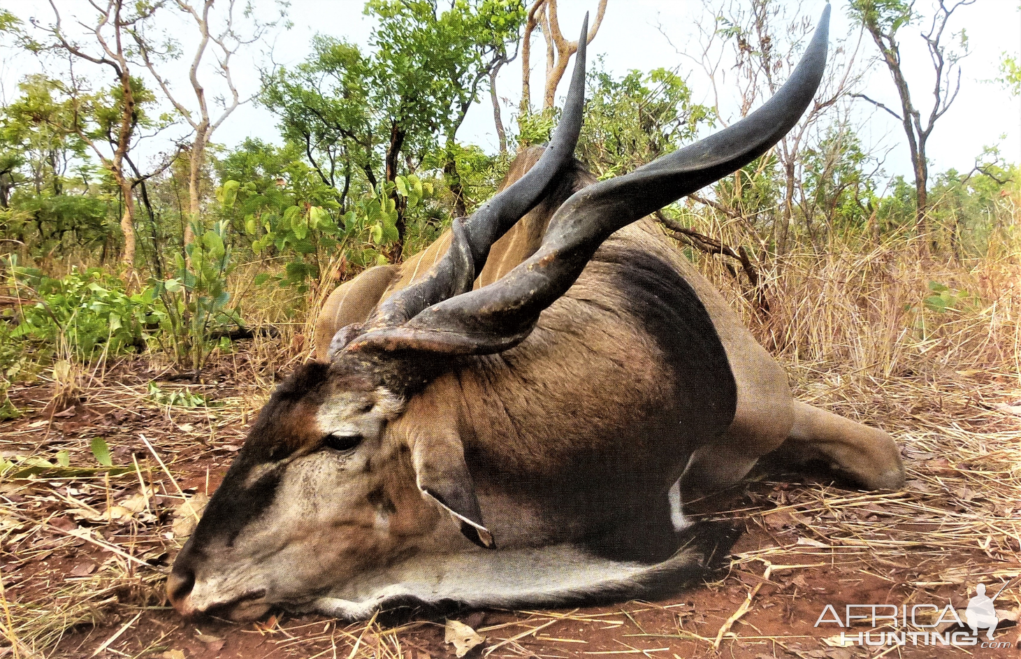 SCI No. 2 Central African Giant Eland, winner of the 2013 'Caldesi Award,'-CAR