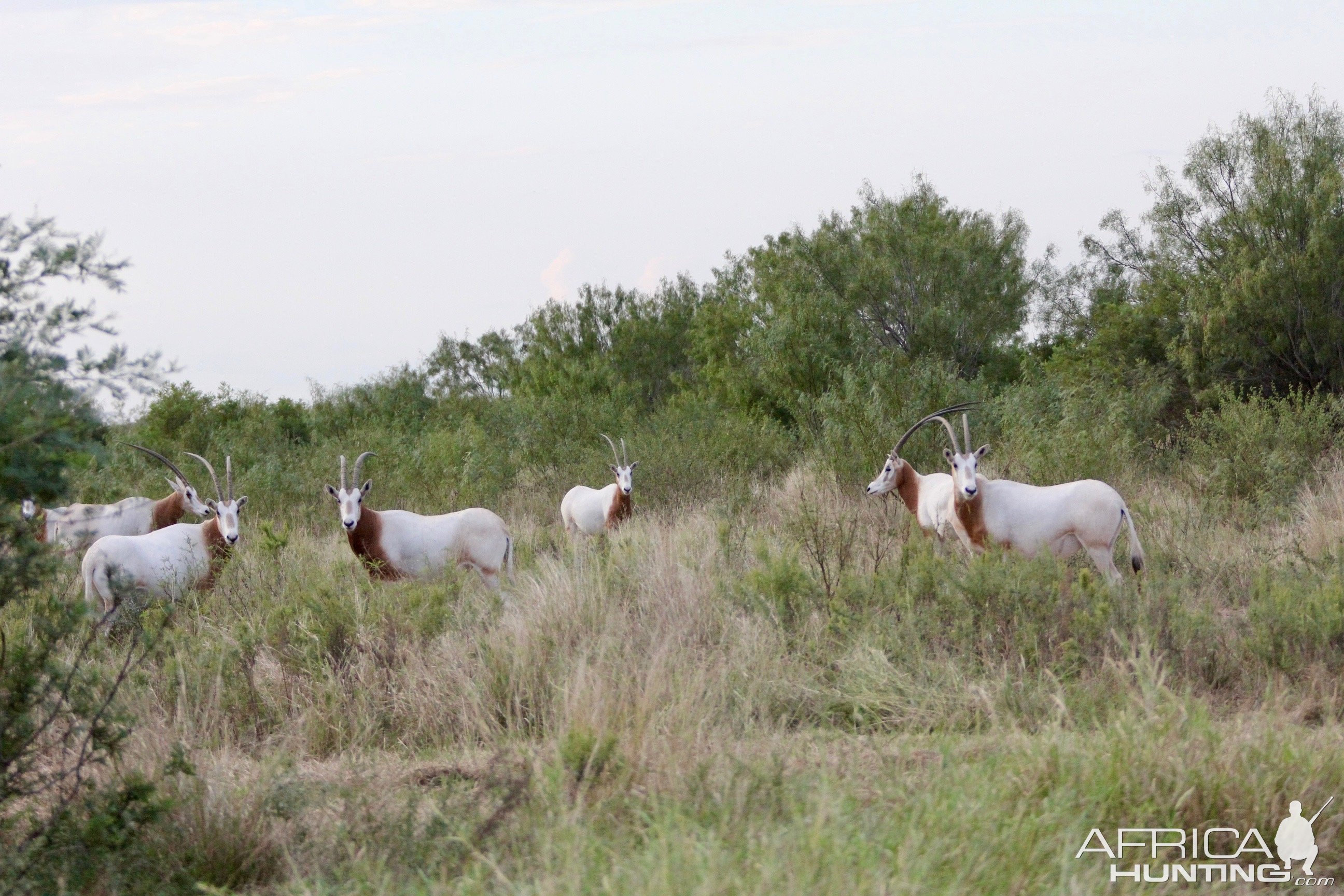 Scimitar Horned Oryx Texas