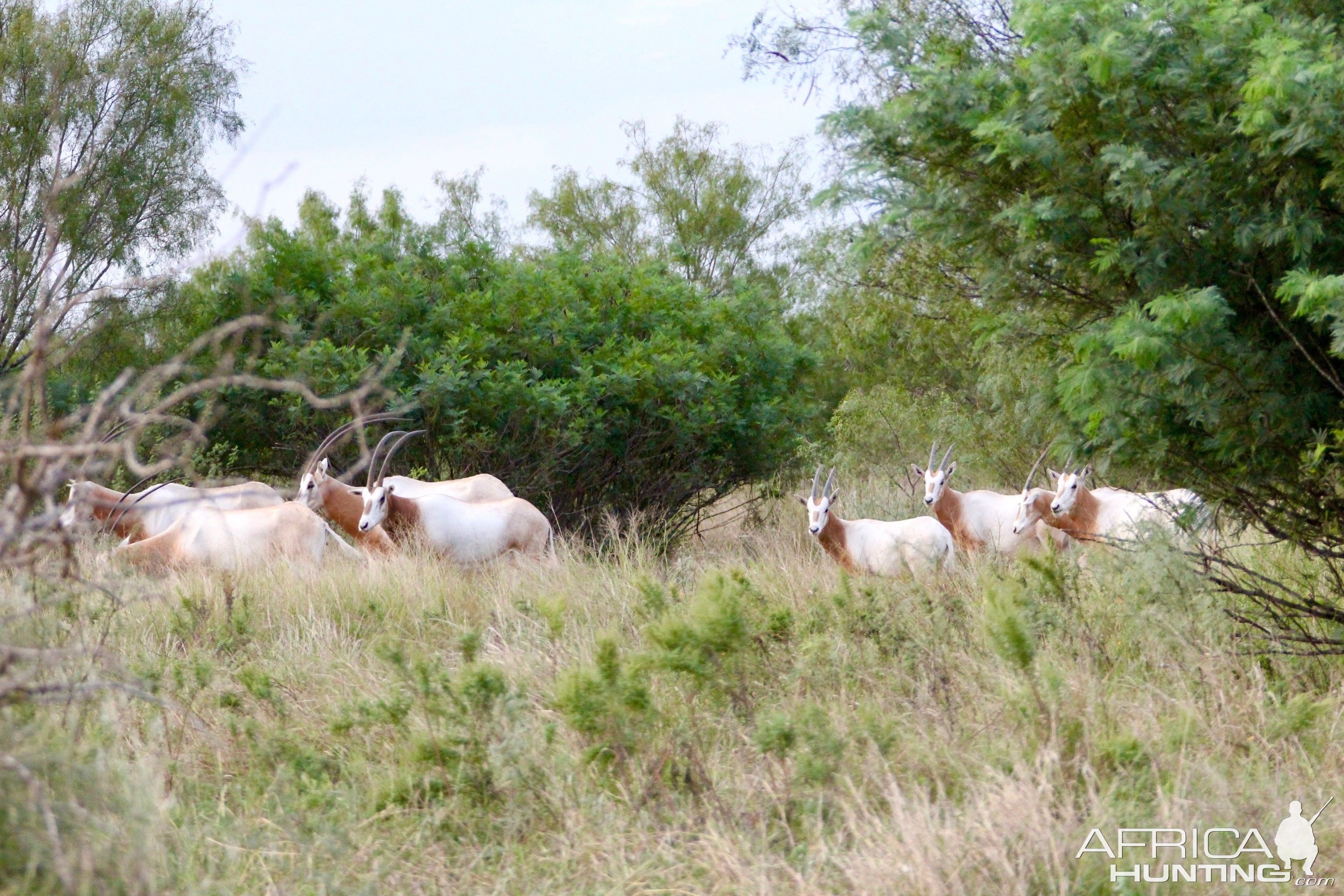 Scimitar Horned Oryx Texas