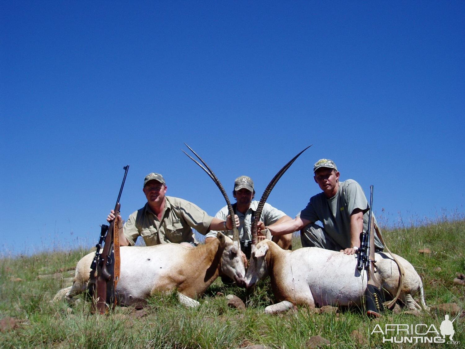 Scimitar Oryx Hunt South Africa