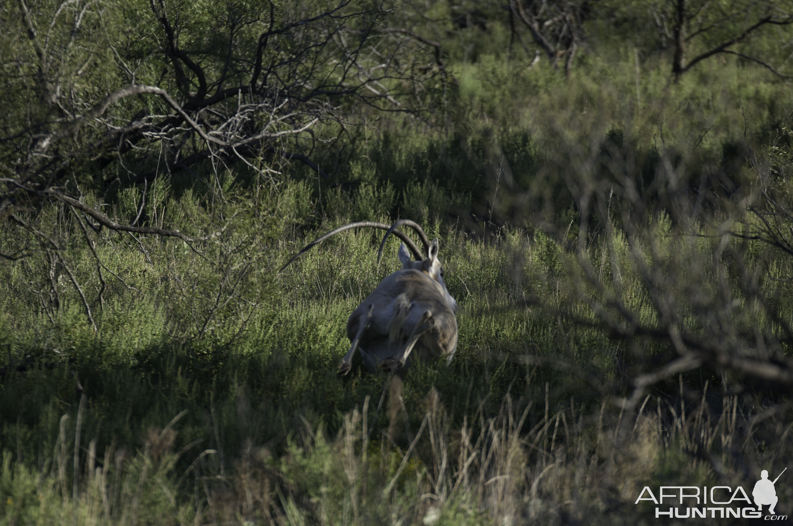 Scimitar Oryx in Texas