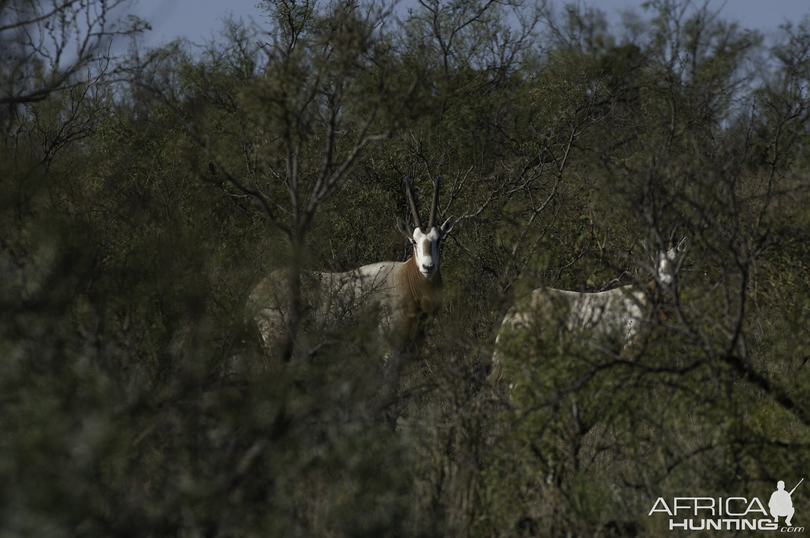 Scimitar Oryx in Texas