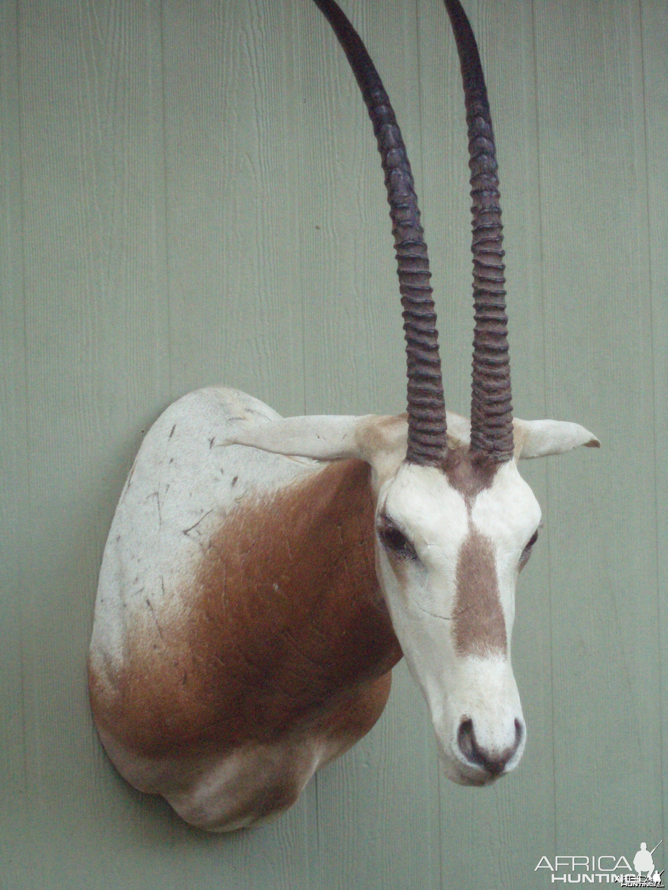 SCIMITAR ORYX MOUNT