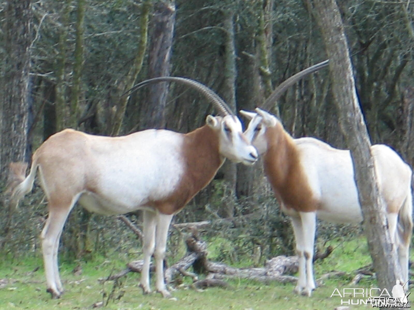 Scimitar Oryx