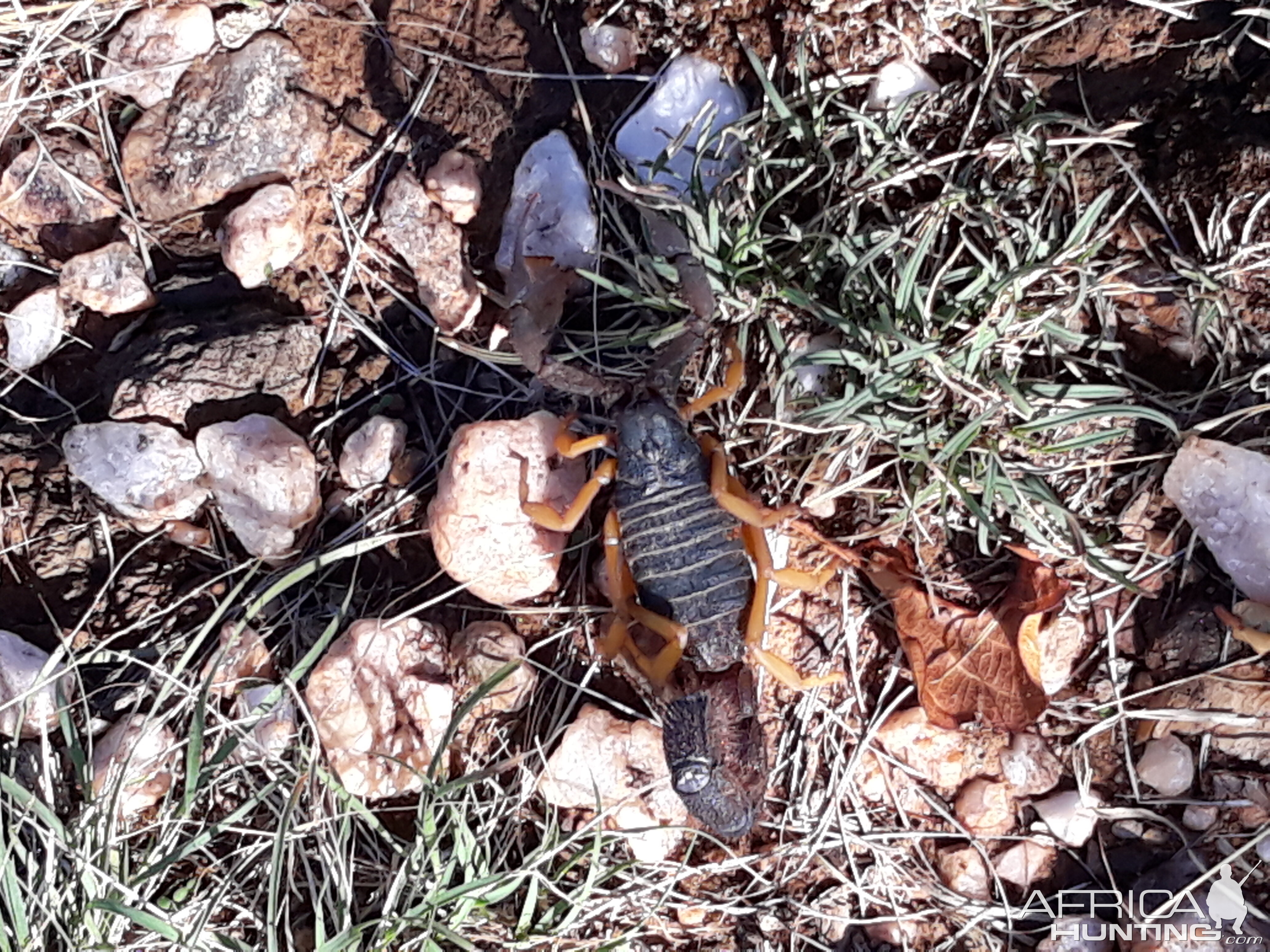 Scorpion Namibia