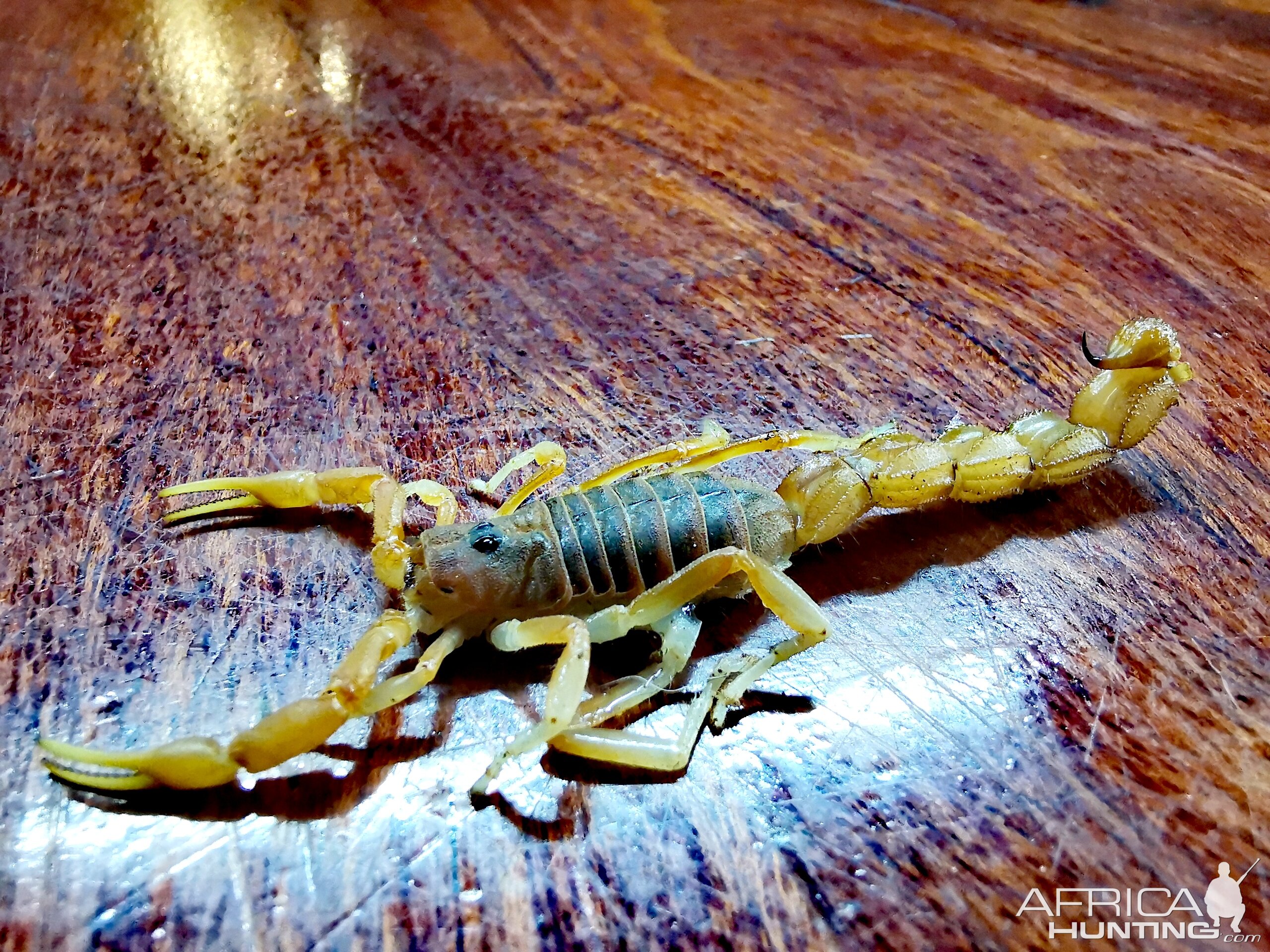 Scorpion South Africa