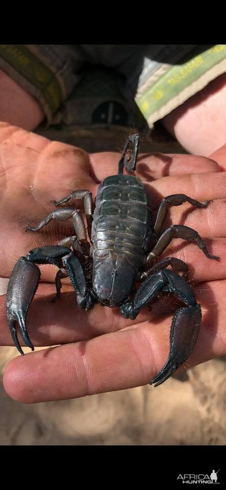 Scorpion Zimbabwe