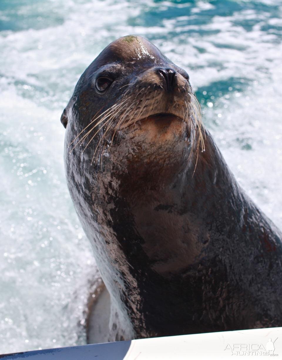 Seal At Cabo San Lucas Mexico 