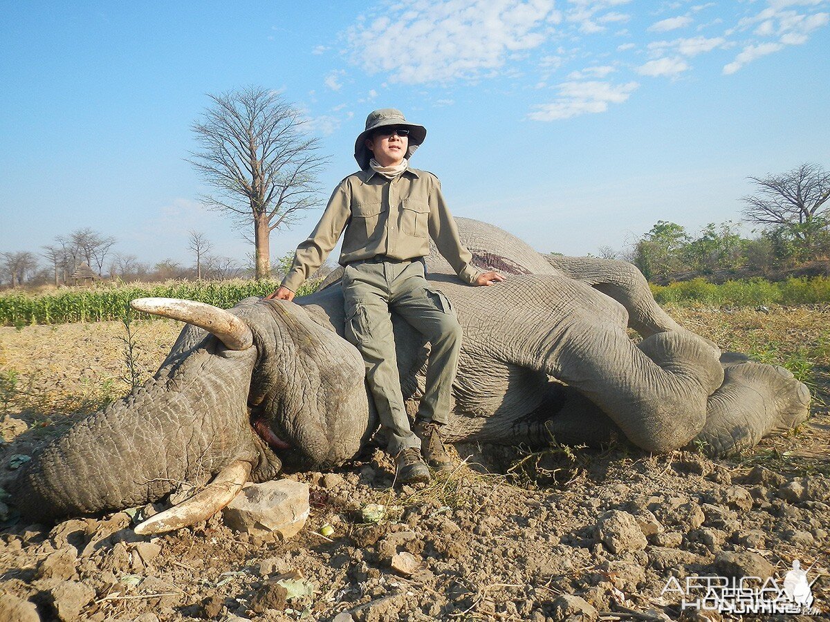 Second bull - Zimbabwe October 2013