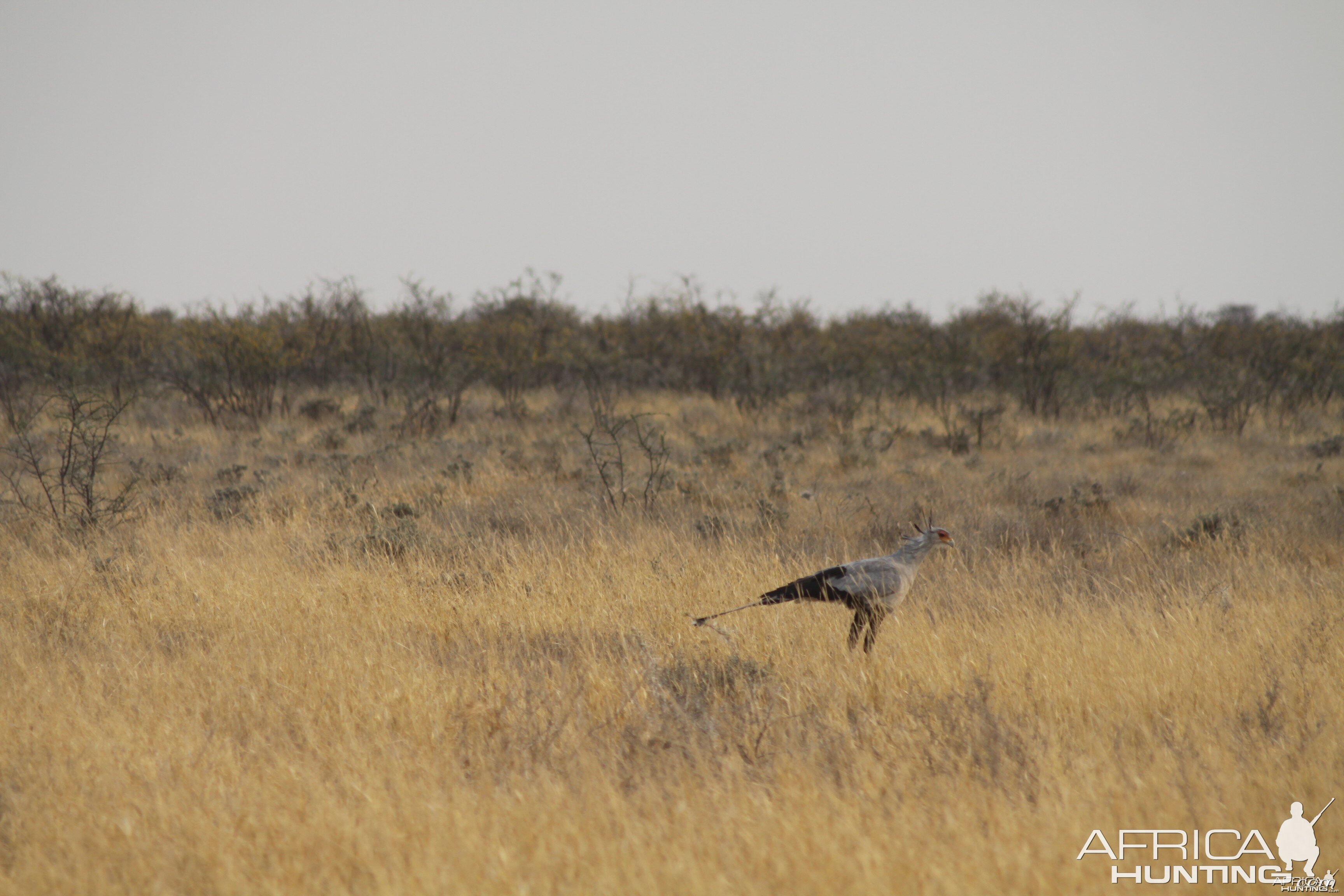 Secretary Bird at Etosha National Park