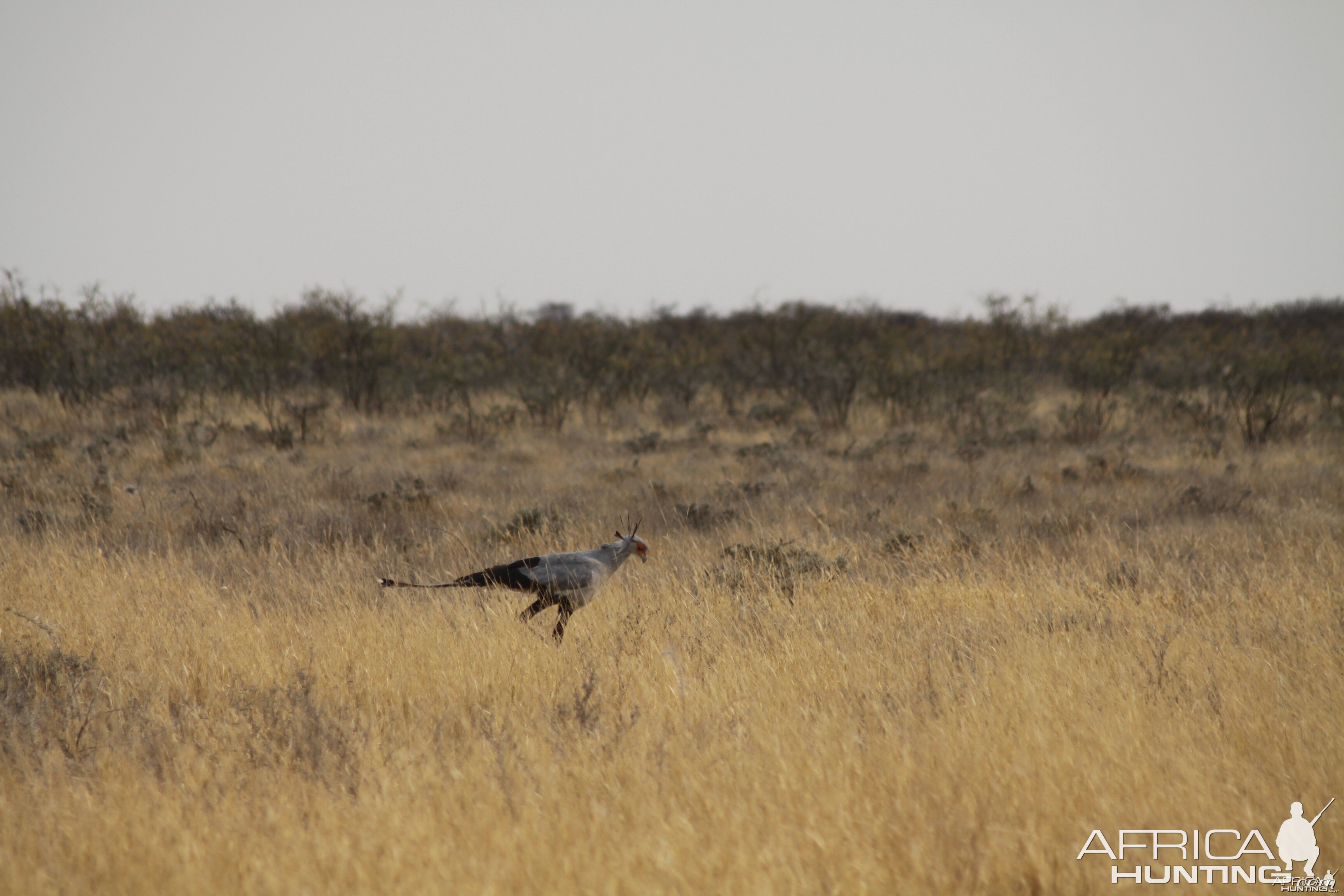 Secretary Bird at Etosha National Park