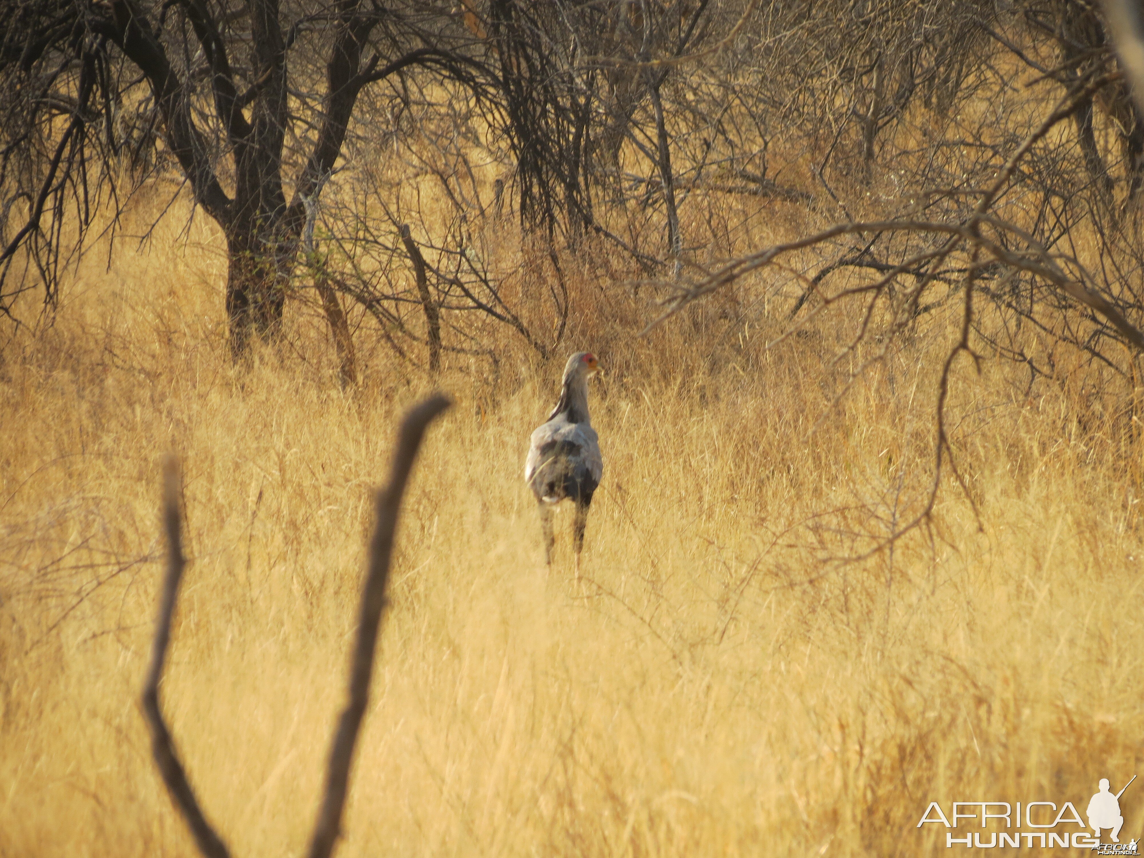 Secretary Bird Namibia