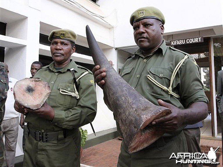 Seized Black Rhinoceros Horn