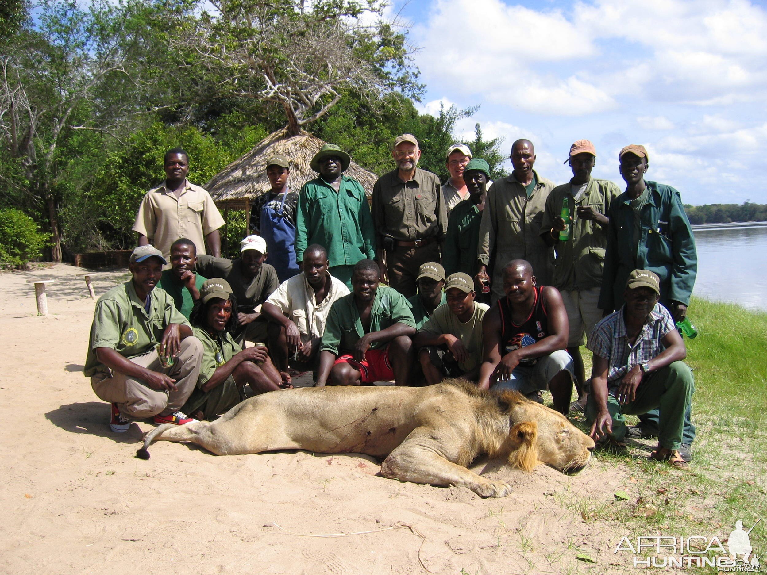 Selous Lion