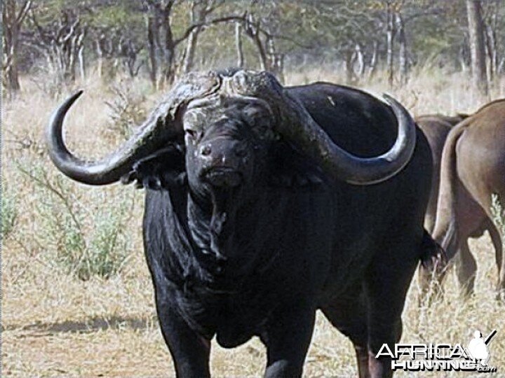 Senatla the buffalo bull that fetched an incredible auctioneering price