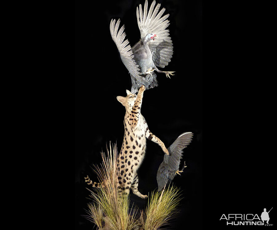 Serval Cat catching bird Full Mount Taxidermy