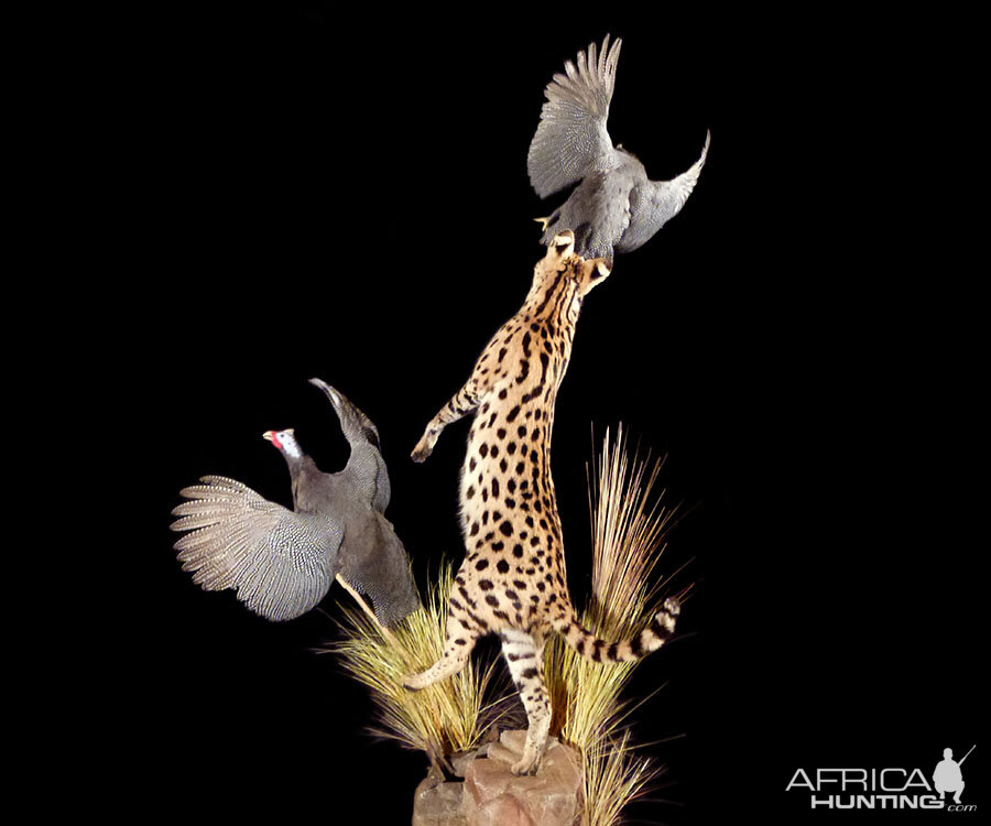 serval jumping for bird