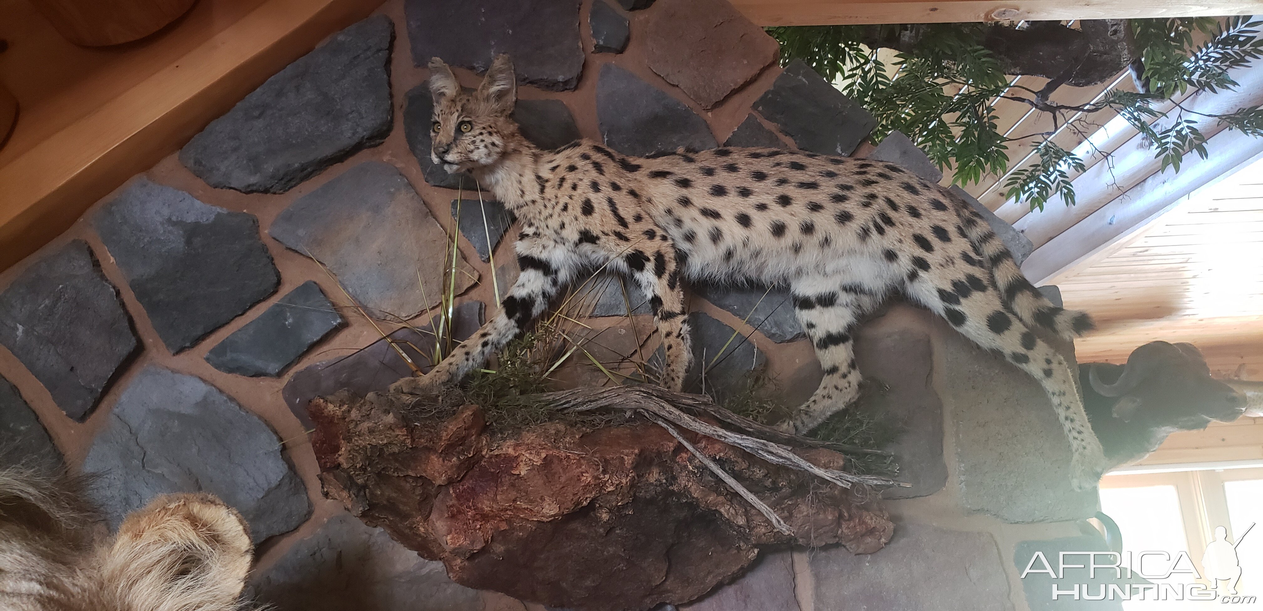 Serval Cat Full Mount Taxidermy