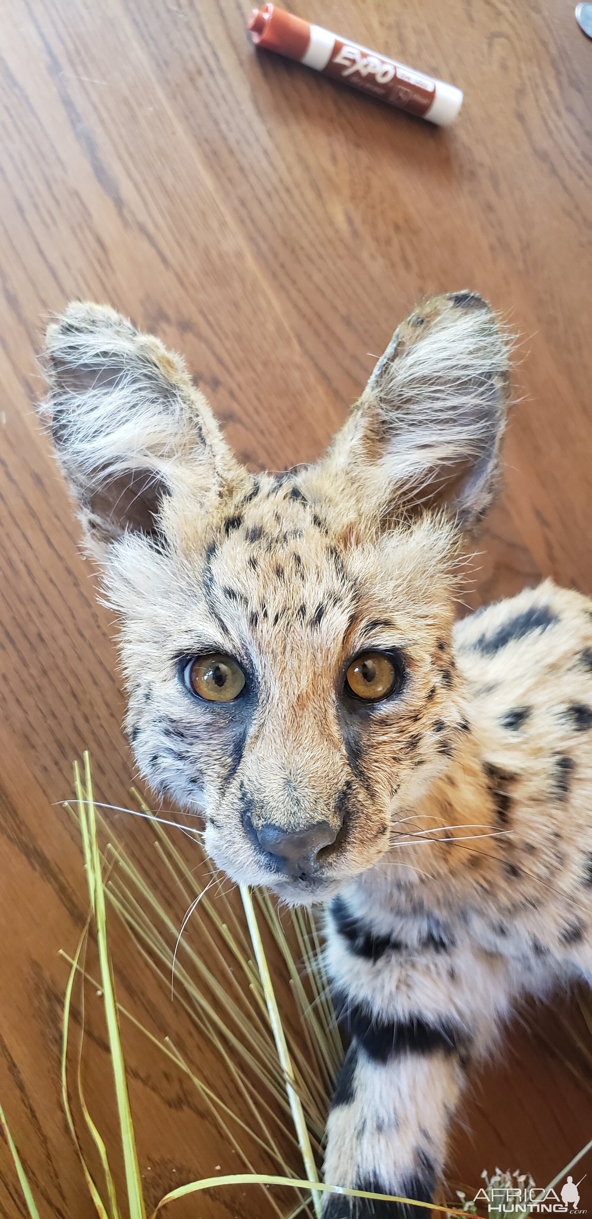 Serval Cat Full Mount Taxidermy