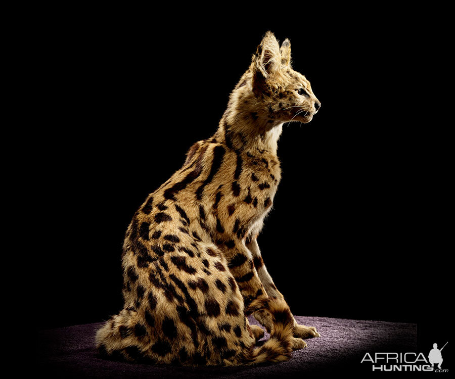Serval Cat Full Mount Taxidermy