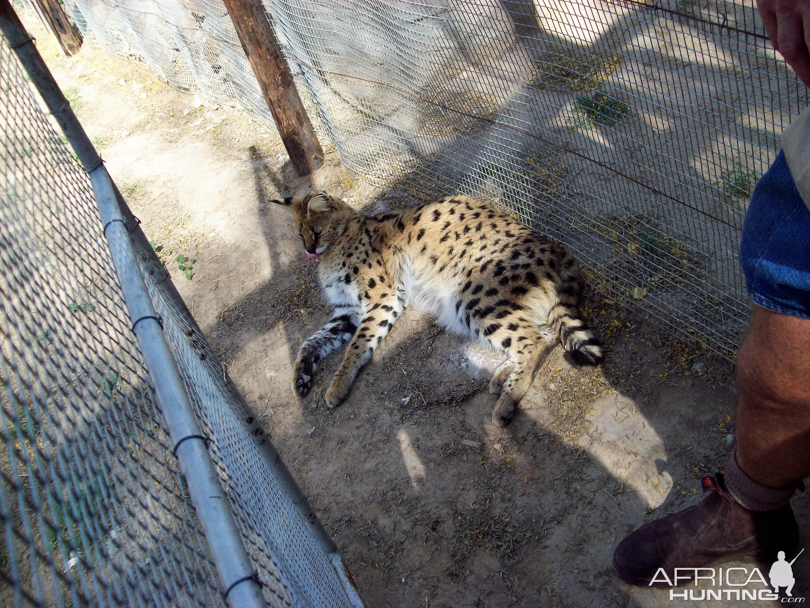 Serval Cat South Africa