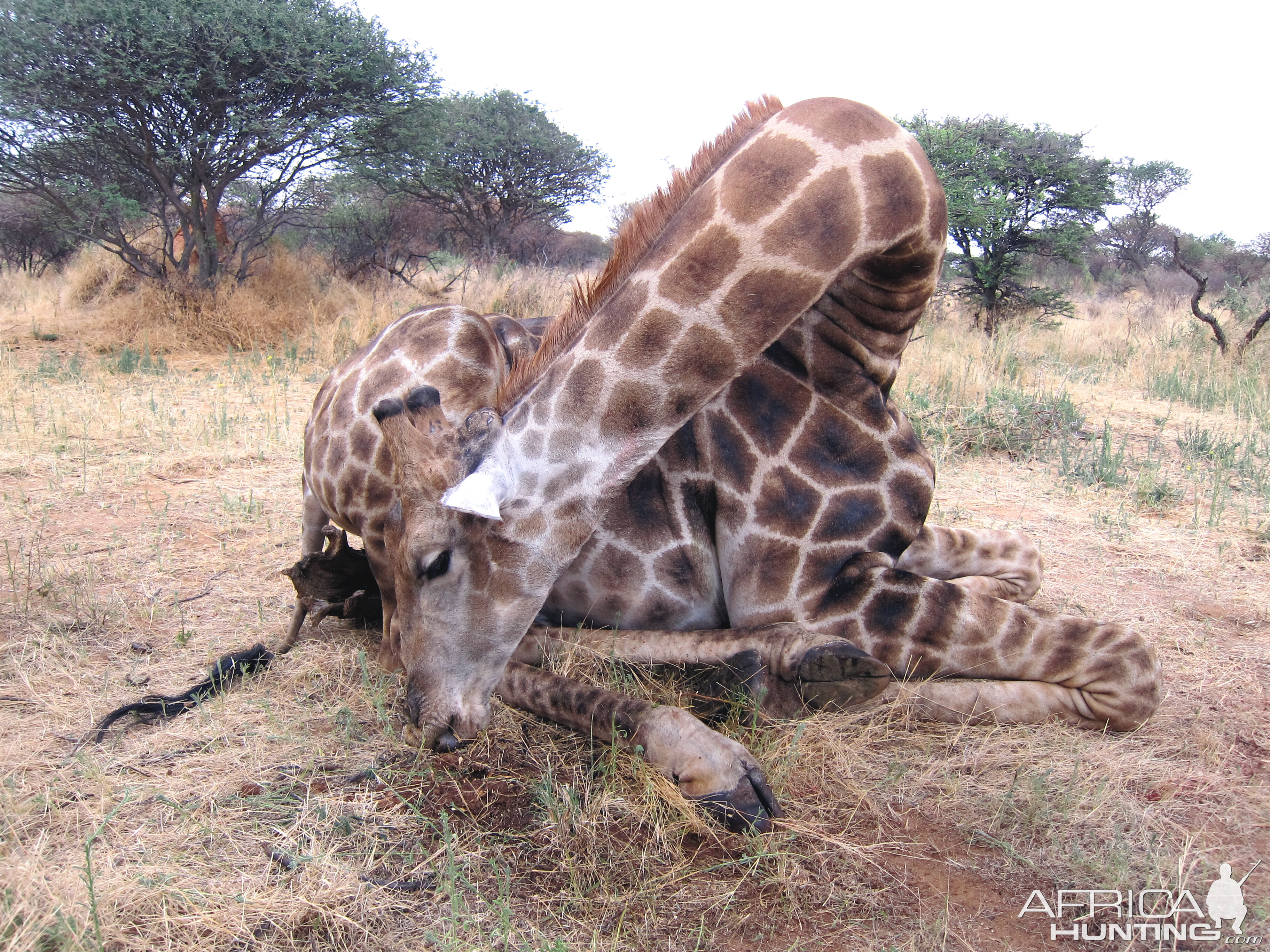 Setting up a Giraffe for trophy pictures