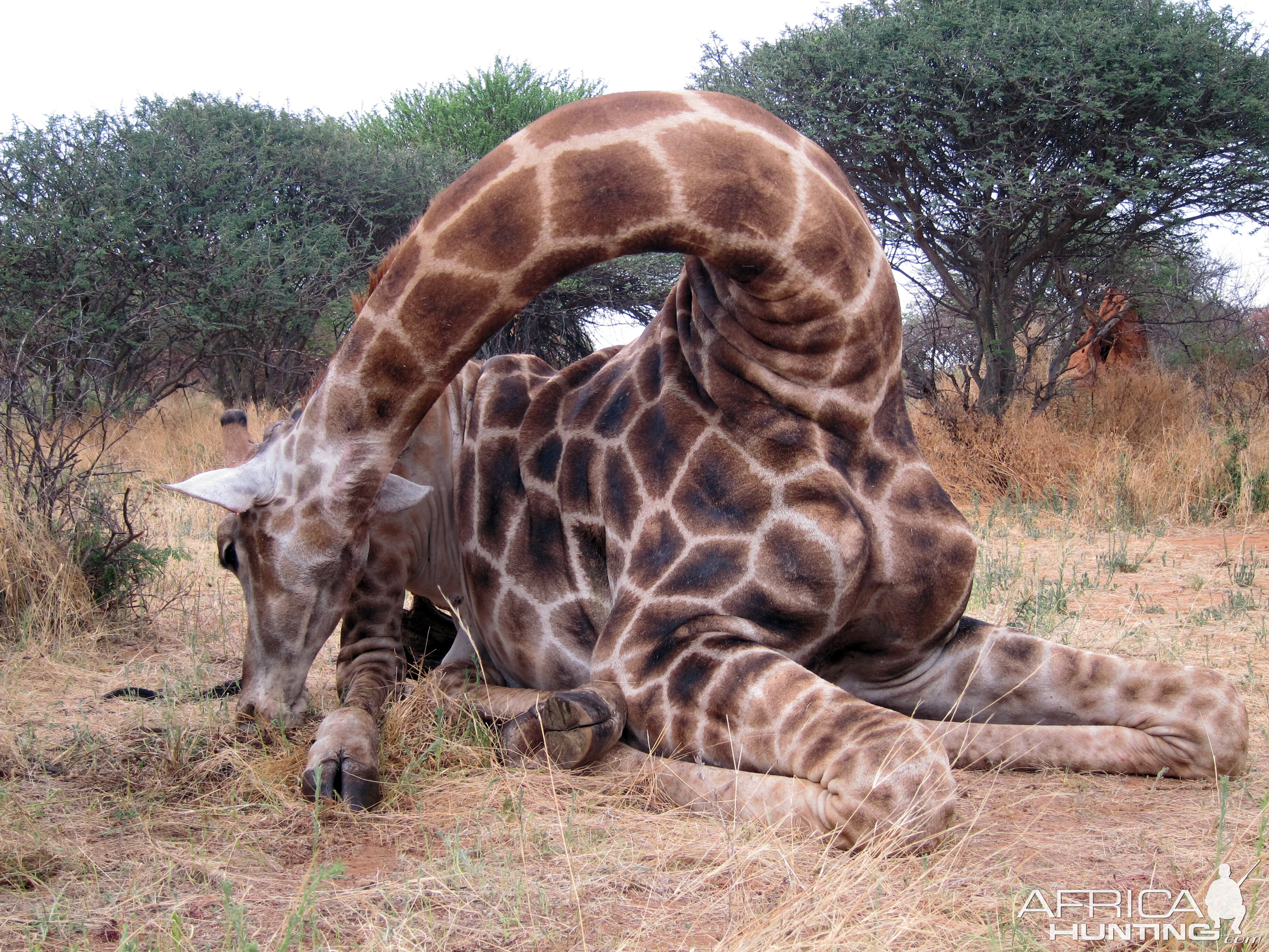 Setting up a Giraffe for trophy pictures