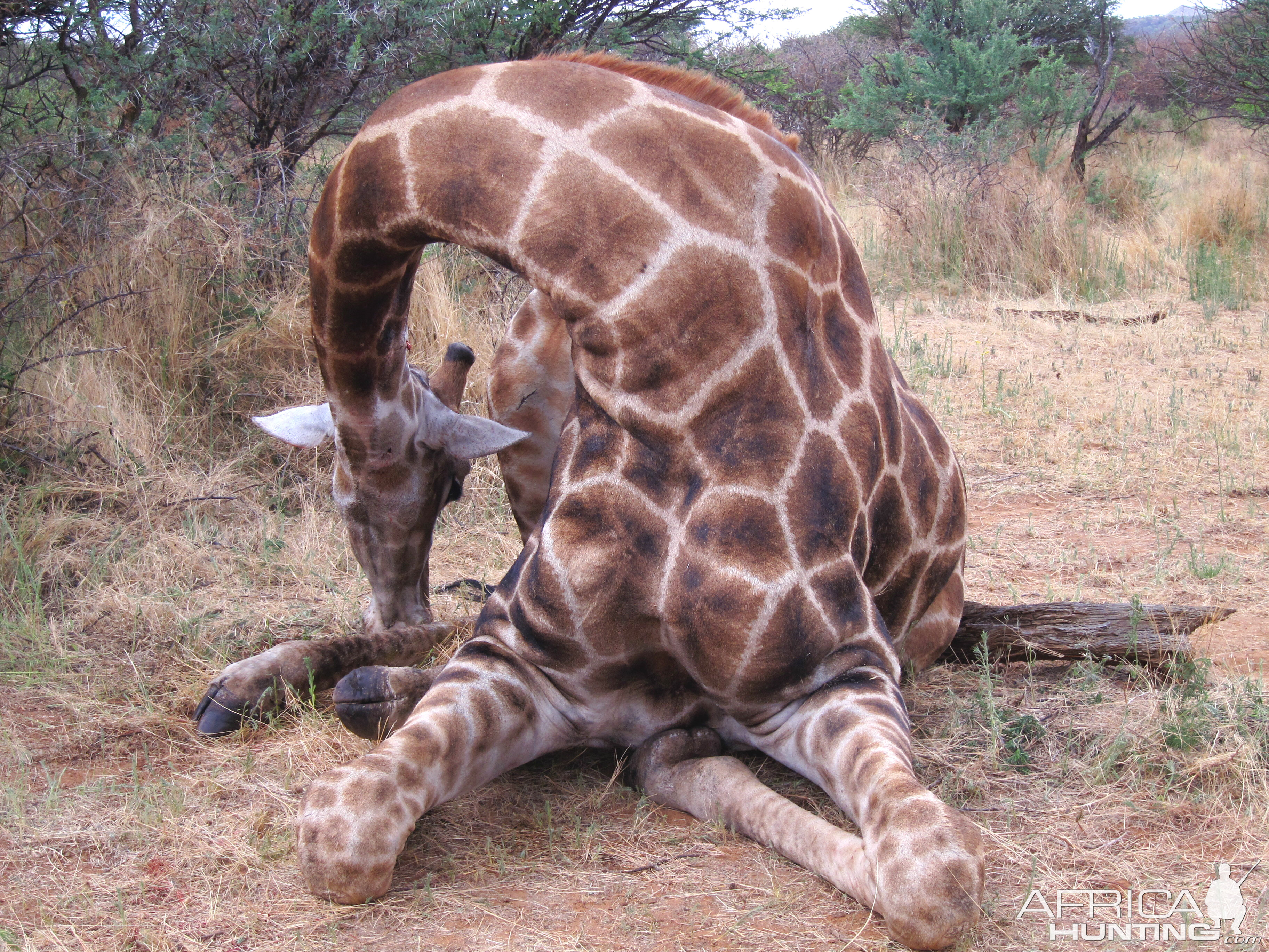 Setting up a Giraffe for trophy pictures