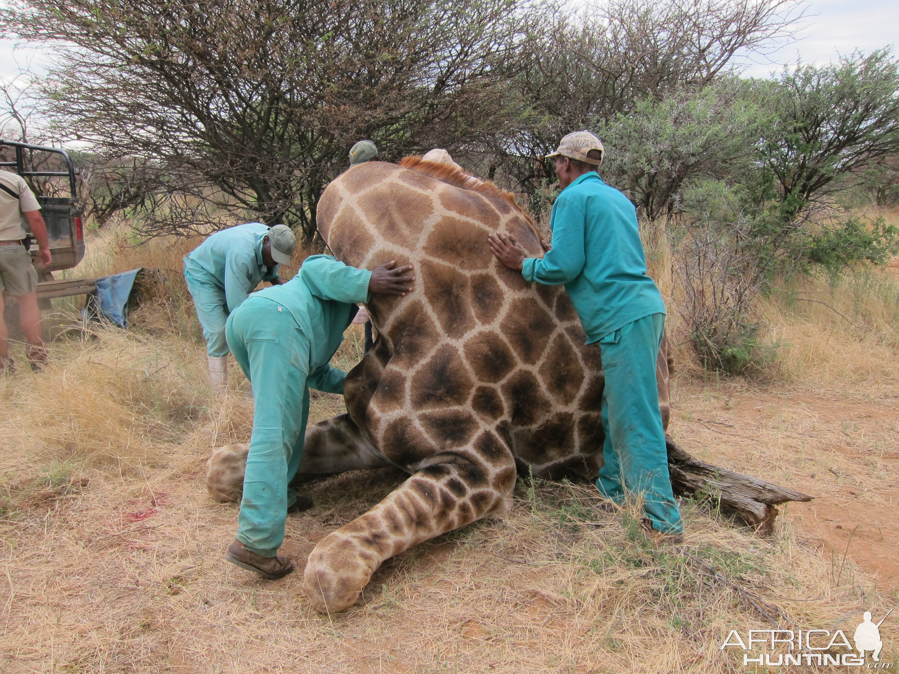 Setting up a Giraffe for trophy pictures