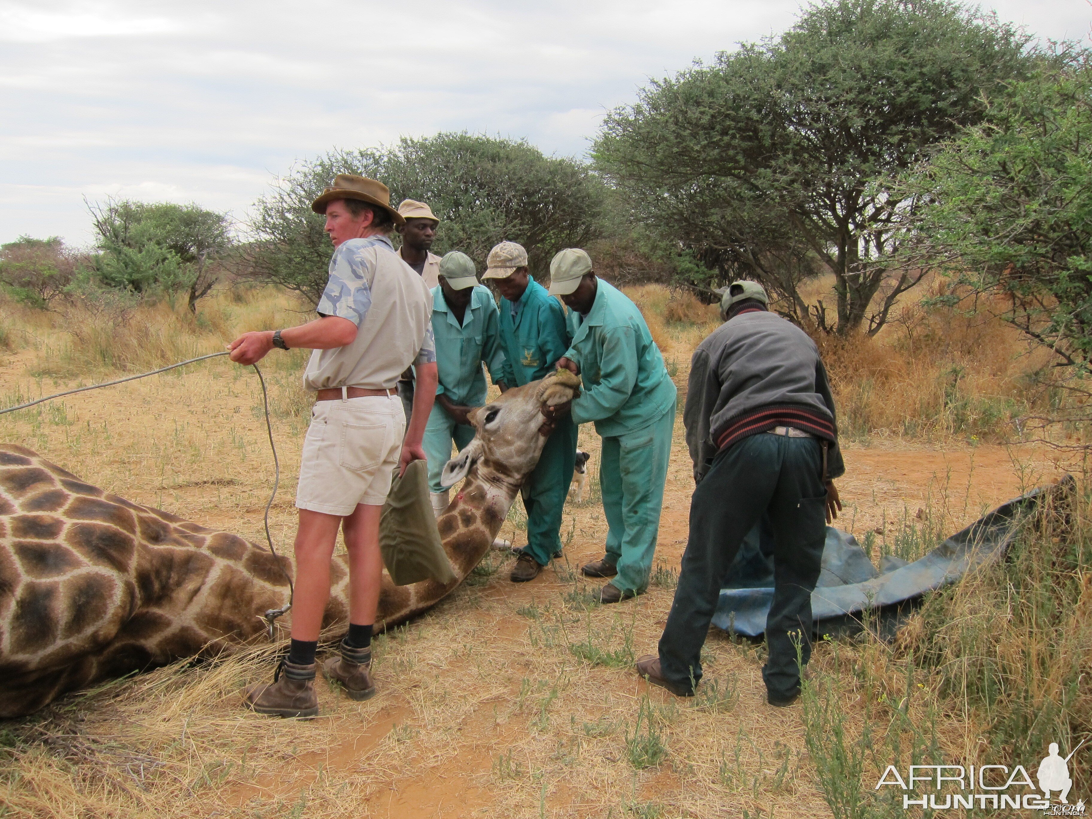 Setting up a Giraffe for trophy pictures